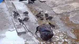 Утки каюги , вывелись утята.
