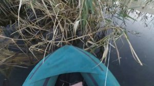 Рыбалка. В поисках змееголова. Июль 2019г.