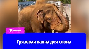 Слон из московского зоопарка принимает грязевые ванны
