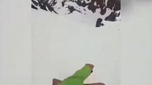 собака катится с горы