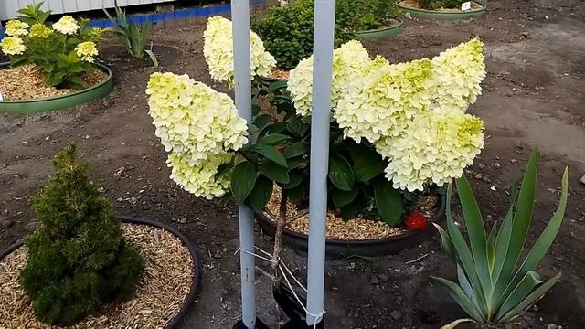 Метельчатая гортензия Диамантино на штамбе смотреть онлайн