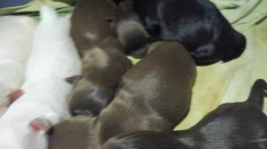 #НОВОРОЖДЕННЫЕ щенки #чихуахуа 16/05/23 ВСЕМ щенкам ХВАТАЕТ молока ЕДЯТ по очереди +7 921 595 08 48