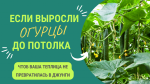 ЧТО ДЕЛАТЬ, ЕСЛИ ОГУРЕЦ ДОРОС ДО ПОТОЛКА ТЕПЛИЦЫ?