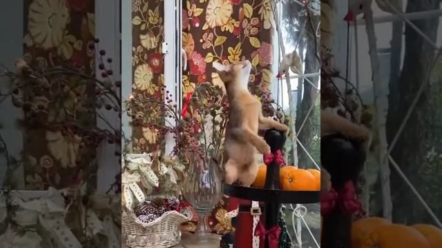 Про кота и чудеса смотреть онлайн