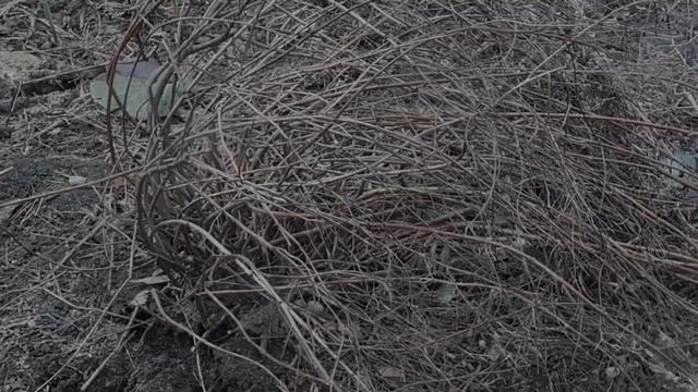 Спирея летнецветующая срочная весенняя обрезка смотреть онлайн