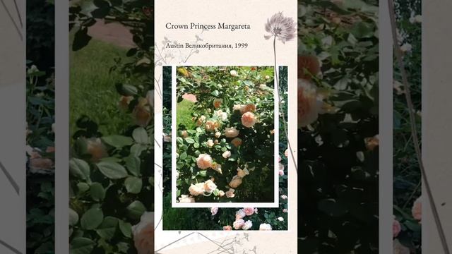 Изящная Роза Crown Princess Margareta