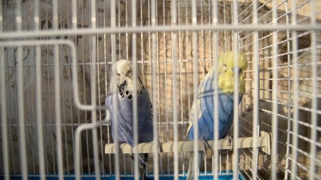 Разведение попугаев как бизнес для детей, как начать, сколько прибыли смотреть онлайн