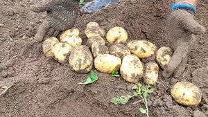 Картофель, какой сорт лучше?