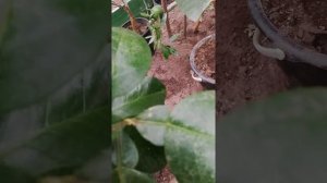 Грейпфрут Оробланко ( Свити)