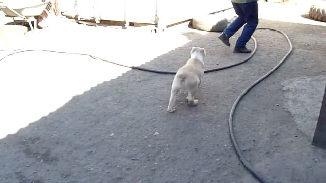 Бухара из Кузбасс Баши смотреть онлайн