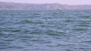 India Goa 2019 | Индия. Путешествия по гоа #goa #india #travel #путишествие #gopro