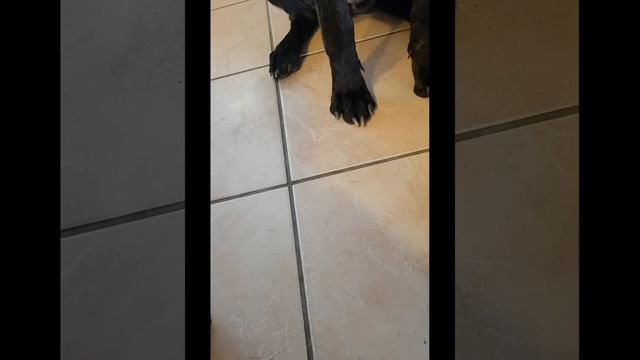 Лапомойки для собак крупных пород - Pet очиститель лап