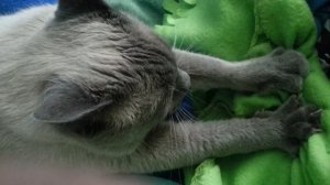 Кот мурлычит и топчет лапками