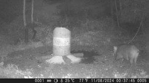 Что же так напугало кабана?