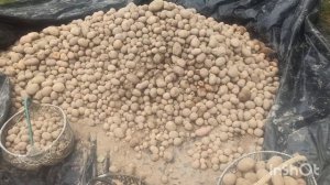 КАК ПРАВИЛЬНО ХРАНИТЬ КАРТОФЕЛЬ?//СОРТИРОВКА КАРТОФЕЛЯ.