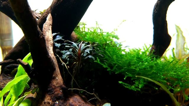 Чем я клею коряги и мхи в аквариуме. смотреть онлайн