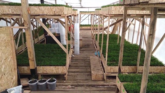 Рождение кедрят смотреть онлайн