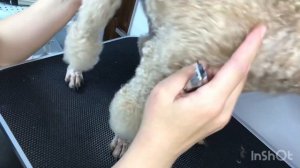 Стрижка ногтей у собак. Поэтапный урок. Япония.