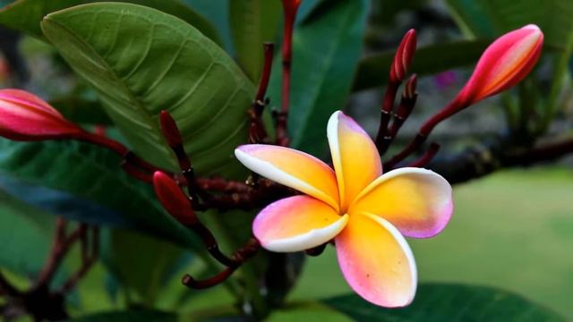 экзотические растения смотреть онлайн