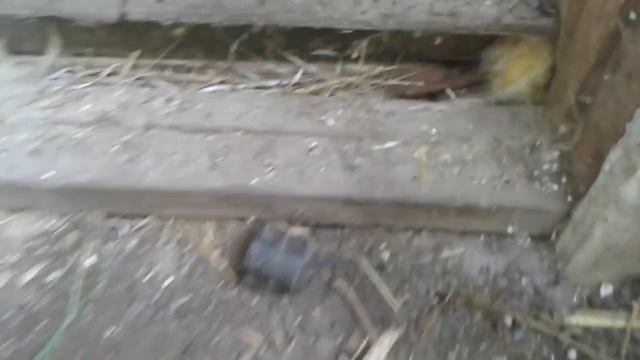 как бороться с крысами.крысы в курятнике. смотреть онлайн