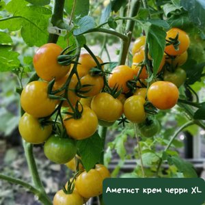 Аметист крем черри XL