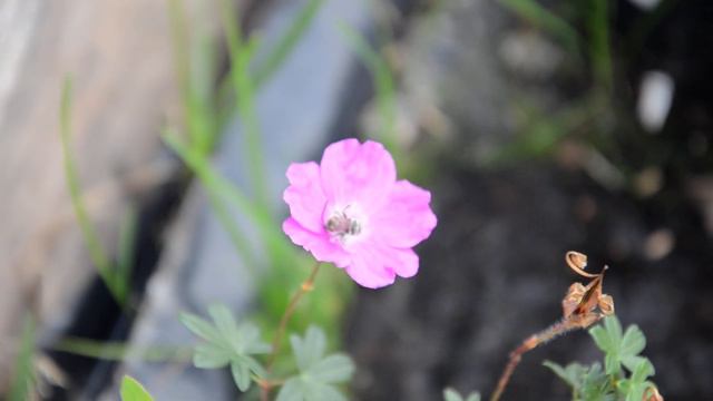 Герань криваво-червона Compacta смотреть онлайн