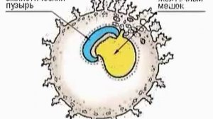 Эмбриогенез: Развитие зародыша