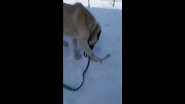 Ребенок обучает 6-летнего Алабая(Среднеазиатскую овчарку) команде Апорт. смотреть онлайн