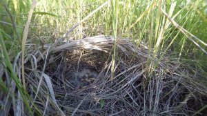 Трясогузка желтая 170624 1 Грачевка взр птенцы 24июня ч2 1 22