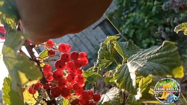 Красная смородина Сахарная. Описание смотреть онлайн