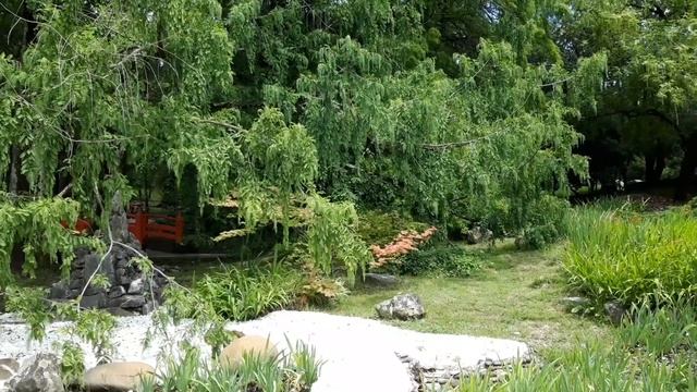 Сочи. Японский садик. Сочинский дендрарий. Август 2022 года. смотреть онлайн