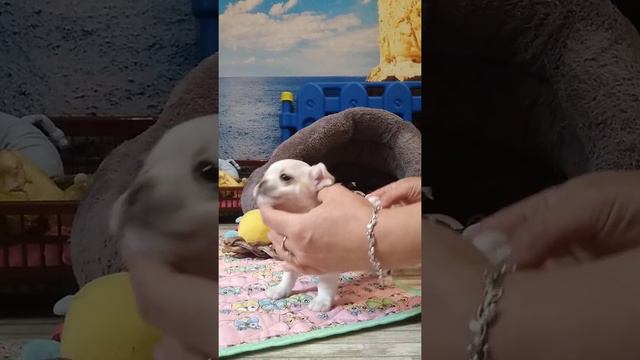 Девочка чихуахуа продается