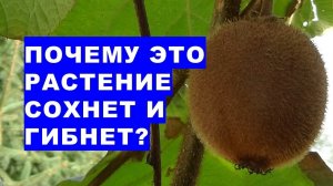 Почему это растение может засохнуть и погибнуть?