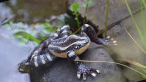 Мастер класс "Лягушка из кожи"