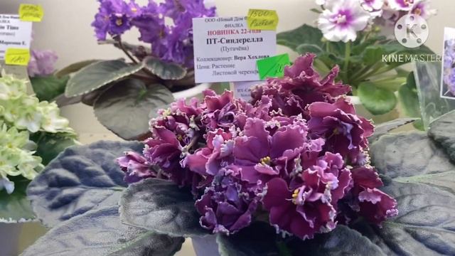 Выставка в Доме Фиалки с 27 января. Стандартные Фиалки. смотреть онлайн