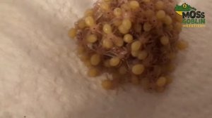 Curly hair tarantula spiderlings, early development