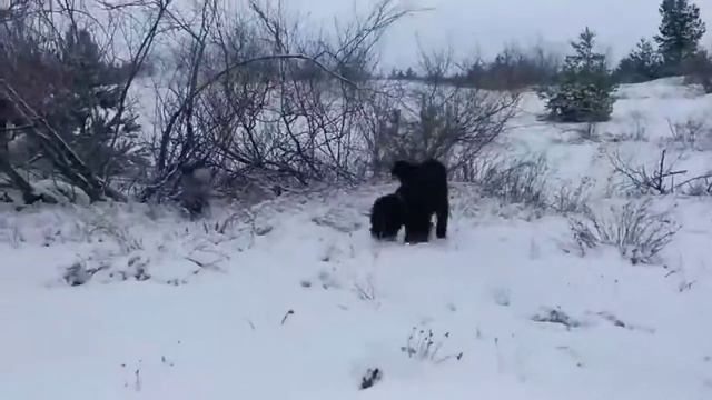 Ризеншнауцер и миттельшнауцер играют 1
