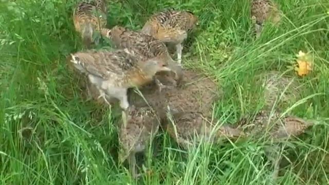 разведение глухарей в питомнике Кирпичева
