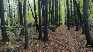 Новая находка!!! Сказочная липовая замкнутая километровая аллея в неприметном месте Полоцкого район