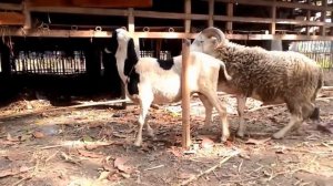Liputan 7 - Sheep Mating With A Goat