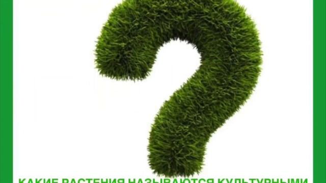 Викторина «Этот удивительный мир» смотреть онлайн