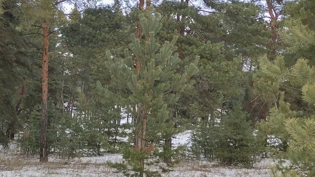 16 февраля - День Симеона  Богоприимца и Святой Анны. Народные традиции.Что нельзя делать.