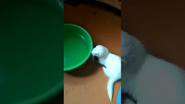 Хорёк Сёма и вода . смотреть онлайн