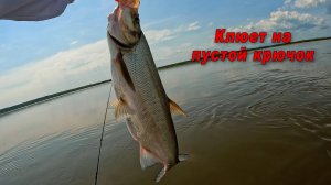 Обезумевшая рыба клюет на голый крючок
