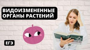 Видоизмененные органы растений