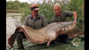 Самые страшные и опасные рыбы в мире. The most terrible and dangerous fish in the world