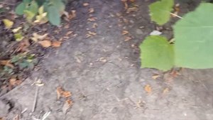 Павловния войлочная это зло!