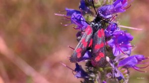 Six-spot burnet (Zygaena filipendulae)