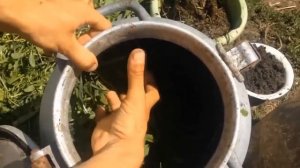 ВЫРАЩИВАНИЕ ОГУРЦОВ В ОТКРЫТОМ ГРУНТЕ / ИНСТРУКЦИЯ ПО ДНЯМ ОТ ВЫСАДКИ СЕМЕЧКИ ДО СБОРА УРОЖАЯ