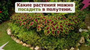 Какие растения можно посадить в полутени.?